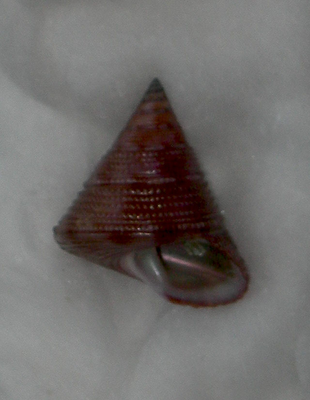 calliostoma lithocolletum